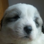 Pyreneese Berghond: R-nest week 3 Reu 1