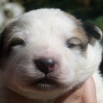 Pyreneese Berghond pups