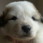 Pyreneese Berghond: R-nest week 3 reu 2