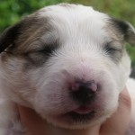 Pyreneese Berghond pups