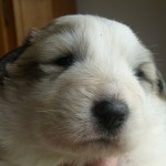 Pyreneese Berghond: R-nest week 3 Reu 3