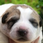 Pyreneese Berghond pups