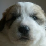 Pyreneese Berghond: R-nest week 3 teef