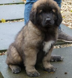 Leonberger