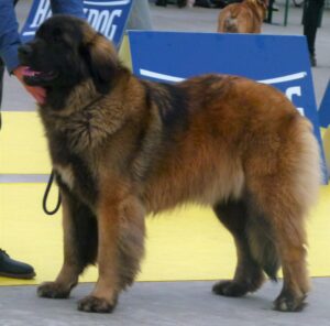 Leonberger