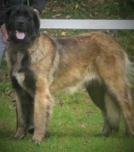 Leonberger