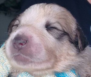 Pyreneese berghond pup