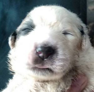 Pyreneese berghond pup