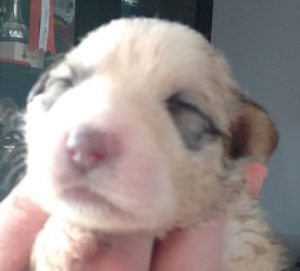 Pyreneese berghond pup