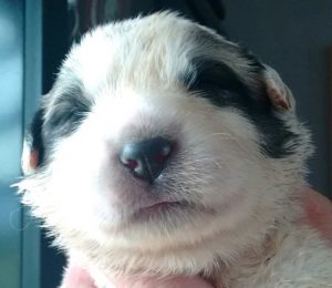 Pyreneese berghond pup