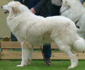 Pyreneese Berghond