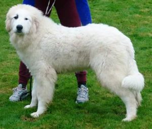 Pyreneese Berghond