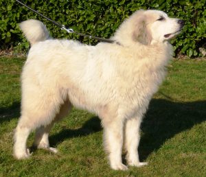 Pyreneese Berghond