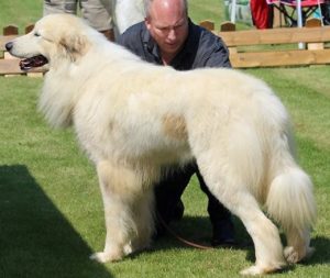 Pyreneese Berghond