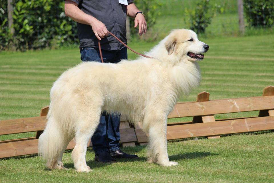 Pyreneese Berghond