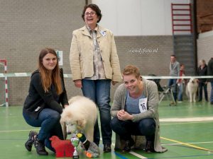 Pyreneese Berghond