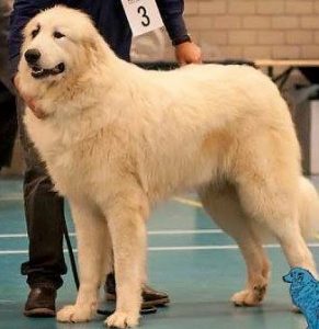 Pyreneese Berghond