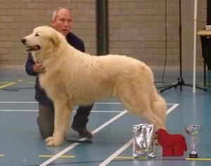 pyreneese berghond