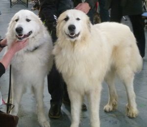 pyreneese berghond