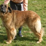 leonberger