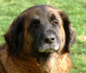 leonberger