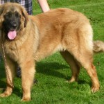 Leonberger: Tulsa vom Dreiburgenland