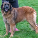 Leonberger