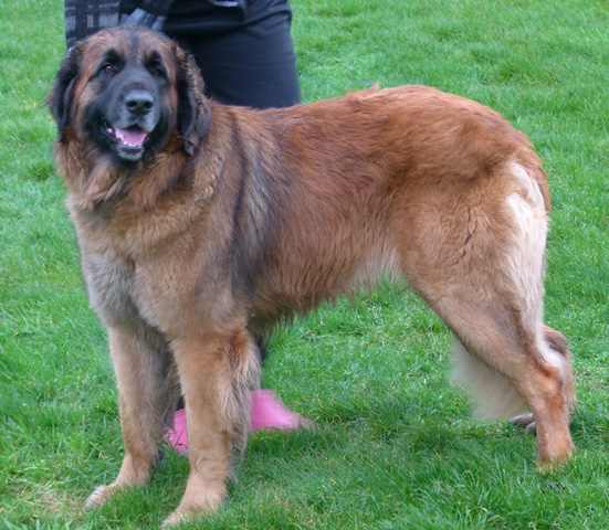 Leonberger