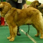 Leonberger: Tulsa vom Dreiburgenland