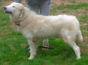 pyreneese berghond