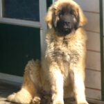 Leonberger