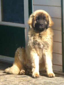 Leonberger