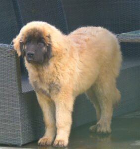 Leonberger