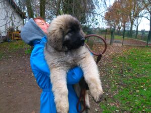 Leonberger