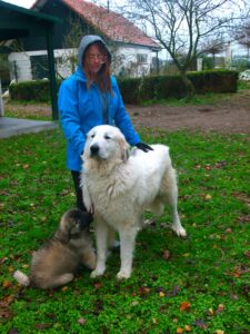 Leonberger