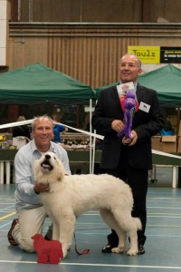 Pyreneese Berghond