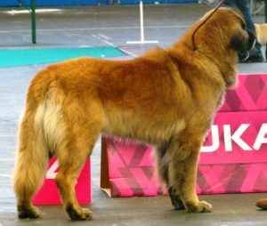 Leonberger