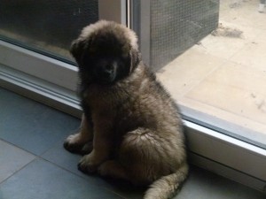 Leonberger: Zamba Pa Ti- Samia leo vom Jerichower Land