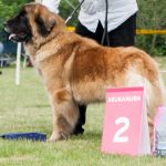 Leonberger