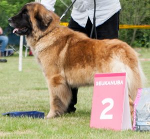 Leonberger