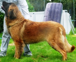 leonberger