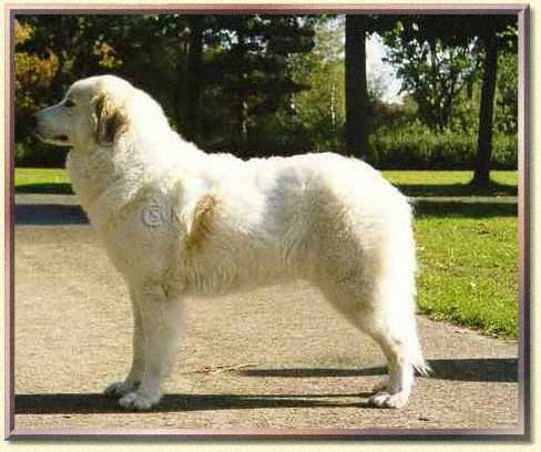 Pyreneese Berghond: Symfonie van Merode Anitra