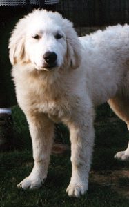 Pyreneese Berghond