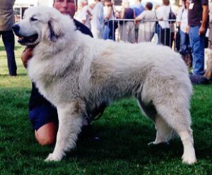 Pyreneese Berghond