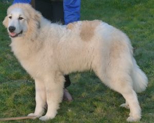 Pyreneese Berghond