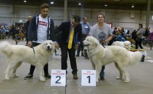 pyreneese berghond