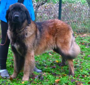 Leonberger