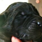 Leonberger