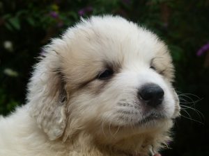 Pyreneese berghond pup