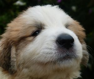 Pyreneese berghond pup